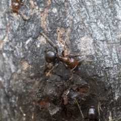 Papyrius nitidus (Shining Coconut Ant) at Michelago, NSW - 17 Mar 2019 by Illilanga