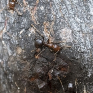 Papyrius nitidus at Michelago, NSW - suppressed