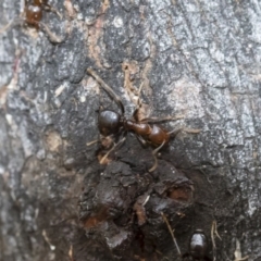 Papyrius nitidus (Shining Coconut Ant) at Michelago, NSW - 16 Mar 2019 by Illilanga