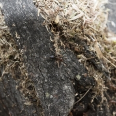 Papyrius nitidus at Michelago, NSW - suppressed