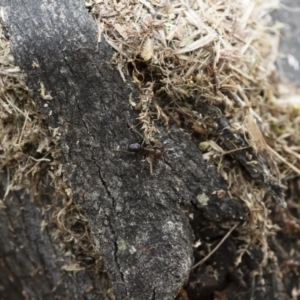 Papyrius nitidus at Michelago, NSW - suppressed