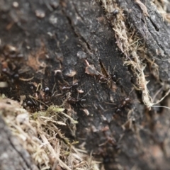 Papyrius nitidus at Michelago, NSW - suppressed