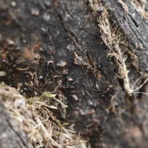 Papyrius nitidus at Michelago, NSW - suppressed