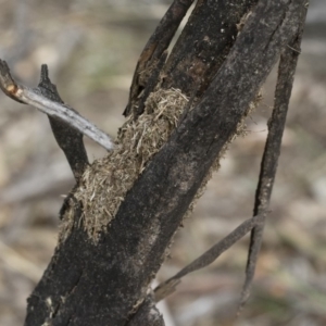 Papyrius nitidus at Michelago, NSW - 17 Mar 2019
