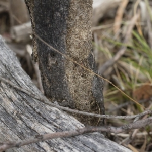 Papyrius nitidus at Michelago, NSW - suppressed