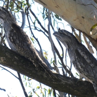 Podargus strigoides (Tawny Frogmouth) at Googong, NSW - 13 Apr 2019 by Wandiyali