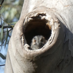 Aegotheles cristatus (Australian Owlet-nightjar) at Googong, NSW - 12 Apr 2019 by Wandiyali