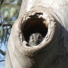 Aegotheles cristatus (Australian Owlet-nightjar) at Googong, NSW - 13 Apr 2019 by Wandiyali