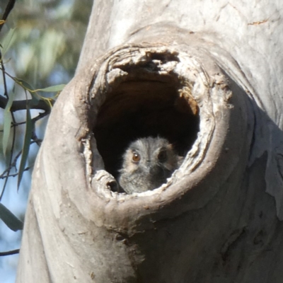 Aegotheles cristatus (Australian Owlet-nightjar) at Wandiyali-Environa Conservation Area - 12 Apr 2019 by Wandiyali
