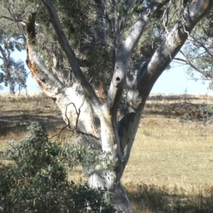 Aegotheles cristatus at Googong, NSW - 13 Apr 2019