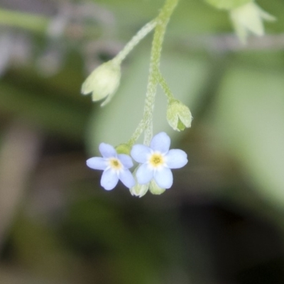 Myosotis laxa subsp. caespitosa (Water Forget-me-not) at Illilanga & Baroona - 17 Mar 2019 by Illilanga