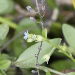 Myosotis laxa subsp. caespitosa at Illilanga & Baroona - 17 Mar 2019