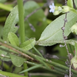 Myosotis laxa subsp. caespitosa at Illilanga & Baroona - 17 Mar 2019 11:18 AM