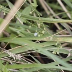 Myosotis laxa subsp. caespitosa at Illilanga & Baroona - 17 Mar 2019 11:18 AM