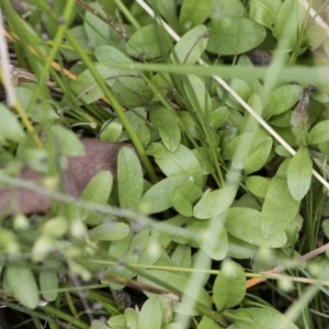 Myosotis laxa subsp. caespitosa at Illilanga & Baroona - 17 Mar 2019 11:18 AM