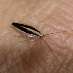 Ectoneura minima (Striped Ectoneura) at Michelago, NSW - 9 Feb 2019 by Illilanga