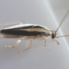 Ectoneura minima at Michelago, NSW - 9 Feb 2019