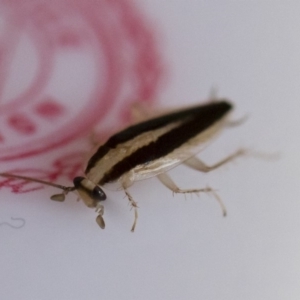 Ectoneura minima at Michelago, NSW - 9 Feb 2019