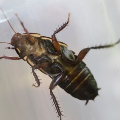 Drymaplaneta communis (Eastern Wood Runner, Common Shining Cockroach) at Illilanga & Baroona - 29 Dec 2018 by Illilanga