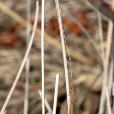 Trichoptera (order) (Unidentified Caddisfly) at Acton, ACT - 11 Apr 2019 by jb2602