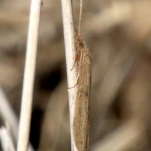 Trichoptera (order) at Acton, ACT - 11 Apr 2019