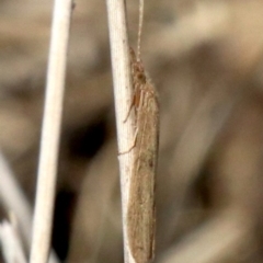 Trichoptera sp. (order) at Acton, ACT - 11 Apr 2019