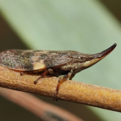 Philagra parva (Beaked spittlebug) at ANBG - 9 Mar 2019 by TimL