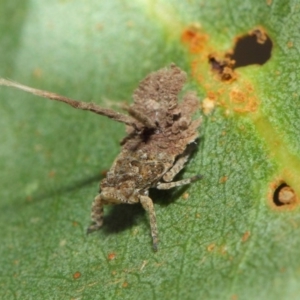 Platybrachys sp. (genus) at Hackett, ACT - 15 Feb 2019 12:42 PM