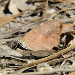 Heteronympha merope (Common Brown Butterfly) at Kambah, ACT - 13 Apr 2019 by MatthewFrawley