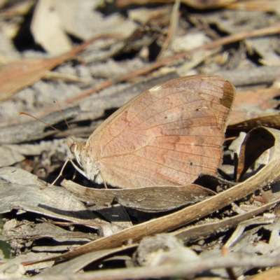 Heteronympha merope (Common Brown Butterfly) at Mount Taylor - 13 Apr 2019 by MatthewFrawley