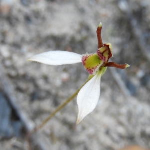 Eriochilus cucullatus at Kambah, ACT - suppressed