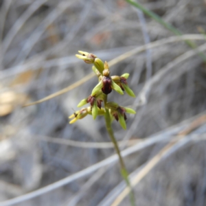 Corunastylis clivicola at Kambah, ACT - suppressed