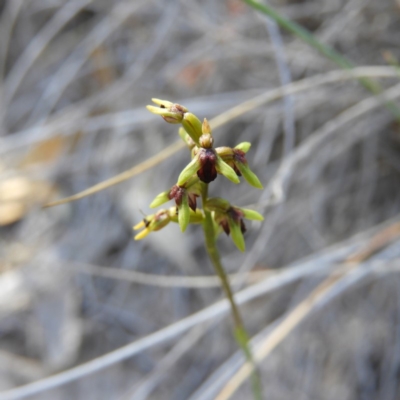 Corunastylis clivicola (Rufous midge orchid) at Kambah, ACT - 13 Apr 2019 by MatthewFrawley