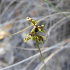 Corunastylis clivicola (Rufous midge orchid) at Mount Taylor - 13 Apr 2019 by MatthewFrawley