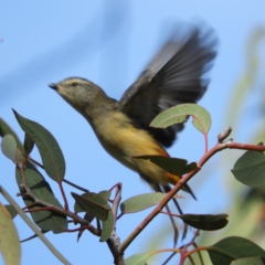 Pardalotus punctatus (Spotted Pardalote) at Mount Taylor - 13 Apr 2019 by MatthewFrawley