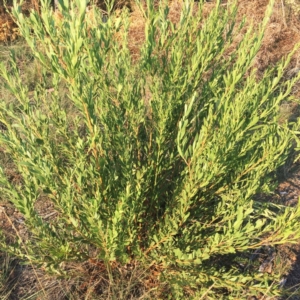 Daviesia mimosoides at Hughes, ACT - 12 Apr 2019 03:00 PM