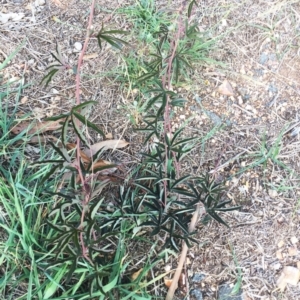 Passiflora caerulea at Hughes, ACT - 12 Apr 2019