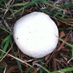 Agaricus sp. (Agaricus) at Garran, ACT - 12 Apr 2019 by ruthkerruish