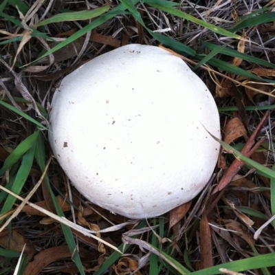 Agaricus sp. (Agaricus) at Red Hill to Yarralumla Creek - 12 Apr 2019 by ruthkerruish