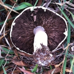 Agaricus sp. at Garran, ACT - 12 Apr 2019 04:00 PM