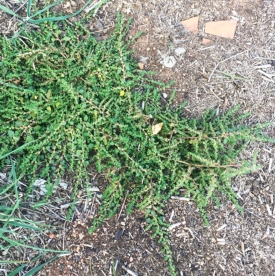 Dysphania pumilio (Small Crumbweed) at Hughes, ACT - 12 Apr 2019 by ruthkerruish
