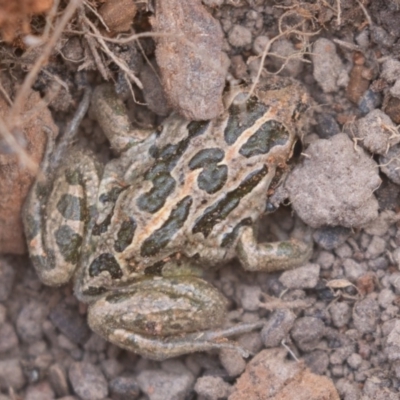 Limnodynastes tasmaniensis (Spotted Grass Frog) at Namadgi National Park - 13 Apr 2019 by rawshorty