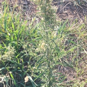 Erigeron sp. at Hughes, ACT - 12 Apr 2019