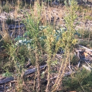 Erigeron sp. at Hughes, ACT - 12 Apr 2019