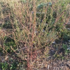 Chenopodium sp. at Hughes Grassy Woodland - 12 Apr 2019 by ruthkerruish