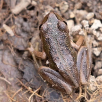 Litoria verreauxii verreauxii (Whistling Tree-frog) at Namadgi National Park - 13 Apr 2019 by rawshorty