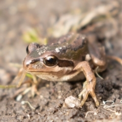 Litoria verreauxii verreauxii at Mount Clear, ACT - 13 Apr 2019 03:19 PM