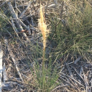 Dichelachne sp. at Hughes, ACT - 12 Apr 2019 03:00 PM