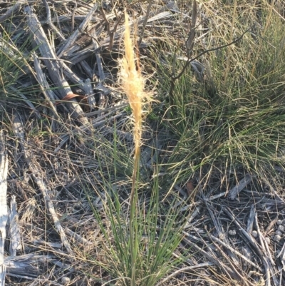 Dichelachne sp. (Plume Grasses) at Hughes Grassy Woodland - 12 Apr 2019 by ruthkerruish
