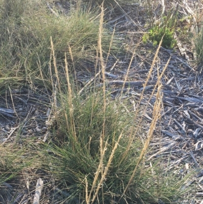 Unverified Grass at Hughes, ACT - 12 Apr 2019 by ruthkerruish